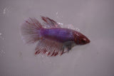 Dumbo Multicolor   Halfmoon Female Betta (ID#801-F614) Free2Day SHIPPING