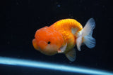 Juvenile Lionchu  Red White 3.5 Inch (ID#1224R11b-16) Free2Day SHIPPING