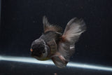 Thai Oranda  Panda 5.5 Inch (ID#1231To6c-99)