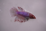 Dumbo Multicolor   Halfmoon Female Betta (ID#801-F614) Free2Day SHIPPING