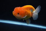 Juvenile Lionchu  Red White 3.5 Inch (ID#1224R11b-16) Free2Day SHIPPING