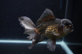 Thai Oranda  Panda 5.5 Inch (ID#1231To6c-99)