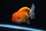 Juvenile Lionchu  Red White 3.5 Inch (ID#1224R11b-16) Free2Day SHIPPING