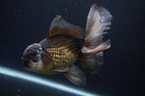 Thai Oranda  Panda 5.5 Inch (ID#1231To6c-99)