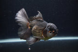 Thai Oranda  Panda 5.5 Inch (ID#1231To6c-99)