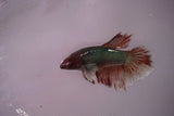 Dumbo Multicolor   Halfmoon Female Betta (ID#801-F615) Free2Day SHIPPING