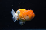 Juvenile Lionchu  Red White 3.5 Inch (ID#1224R11b-16) Free2Day SHIPPING