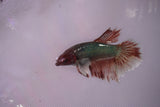 Dumbo Multicolor   Halfmoon Female Betta (ID#801-F615) Free2Day SHIPPING