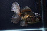 Thai Oranda  Panda 5.5 Inch (ID#1231To6c-99)