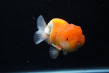 Juvenile Lionchu  Red White 3.5 Inch (ID#1224R11b-16) Free2Day SHIPPING