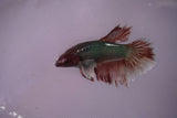 Dumbo Multicolor   Halfmoon Female Betta (ID#801-F615) Free2Day SHIPPING