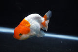 Juvenile Lionchu  Red White 3 Inch (ID#1206R11b-22) Free2Day SHIPPING