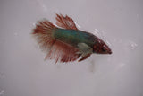 Dumbo Multicolor   Halfmoon Female Betta (ID#801-F615) Free2Day SHIPPING