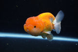 Juvenile Lionchu  Red White 3.5 Inch (ID#1224R11b-16) Free2Day SHIPPING