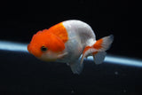 Juvenile Lionchu  Red White 3 Inch (ID#1206R11b-22) Free2Day SHIPPING