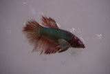 Dumbo Multicolor   Halfmoon Female Betta (ID#801-F615) Free2Day SHIPPING