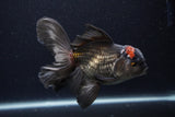 Thai Oranda  Tricolor  5.5 Inch (ID#1231To6c-100)