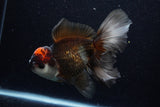 Thai Oranda  Tricolor 6 Inch (ID#224To1b-99)