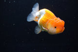 Juvenile Lionchu  Red White 3.5 Inch (ID#1224R11b-16) Free2Day SHIPPING