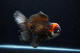 Thai Oranda  Tricolor 6 Inch (ID#224To1b-99)