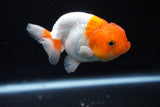 Juvenile Lionchu  Red White 3 Inch (ID#1206R11b-22) Free2Day SHIPPING