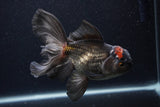 Thai Oranda  Tricolor  5.5 Inch (ID#1231To6c-100)