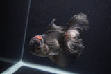 Thai Oranda  Tricolor  5.5 Inch (ID#1231To6c-100)