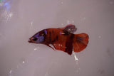 Koi Galaxy  Plakat Female Betta (ID#801-F616) Free2Day SHIPPING