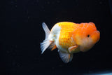 Juvenile Lionchu  Red White 3.5 Inch (ID#1224R11b-16) Free2Day SHIPPING