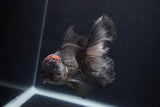 Thai Oranda  Tricolor  5.5 Inch (ID#1231To6c-100)