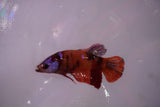 Koi Galaxy  Plakat Female Betta (ID#801-F616) Free2Day SHIPPING