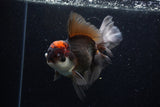 Thai Oranda  Tricolor 6 Inch (ID#224To1b-99)