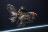 Thai Oranda  Tricolor  5.5 Inch (ID#1231To6c-100)