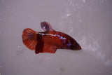 Koi Galaxy  Plakat Female Betta (ID#801-F616) Free2Day SHIPPING