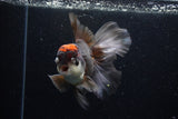 Thai Oranda  Tricolor 6 Inch (ID#224To1b-99)