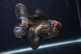 Thai Oranda  Tricolor  5.5 Inch (ID#1231To6c-100)