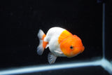 Juvenile Lionchu  Red White 3 Inch (ID#1206R11b-22) Free2Day SHIPPING