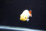 Baby Ranchu  Red White 2.5 Inch (ID#411R9c-25) Free2Day SHIPPING