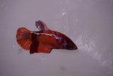 Koi Galaxy  Plakat Female Betta (ID#801-F616) Free2Day SHIPPING