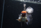 Thai Oranda  Tricolor 6 Inch (ID#224To1b-99)