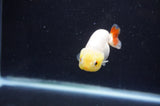 Baby Ranchu  Red White 2.5 Inch (ID#411R9c-25) Free2Day SHIPPING