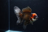 Thai Oranda  Tricolor 6 Inch (ID#224To1b-99)