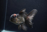 Thai Oranda  Tricolor  5.5 Inch (ID#1231To6c-100)