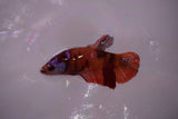 Koi Galaxy  Plakat Female Betta (ID#801-F616) Free2Day SHIPPING