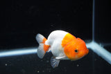 Juvenile Lionchu  Red White 3 Inch (ID#1206R11b-22) Free2Day SHIPPING