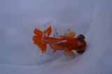 Jade Seal Butterfly  Red White 3.5 Inch (ID#307B8b-34) Free2Day SHIPPING