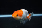 Juvenile Lionchu  Red White 3 Inch (ID#1206R11b-22) Free2Day SHIPPING