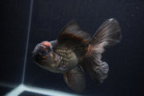 Thai Oranda  Tricolor  5.5 Inch (ID#1231To6c-100)