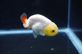 Baby Ranchu  Red White 2.5 Inch (ID#411R9c-25) Free2Day SHIPPING