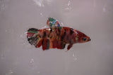 Koi Galaxy  Plakat Female Betta (ID#801-F617) Free2Day SHIPPING